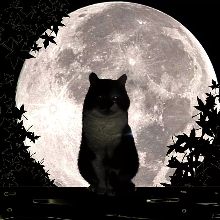 Песни лунный кот. "Лунный кот". Кот на Луне. Кот на фоне Луны. Коты на фоне Луны.