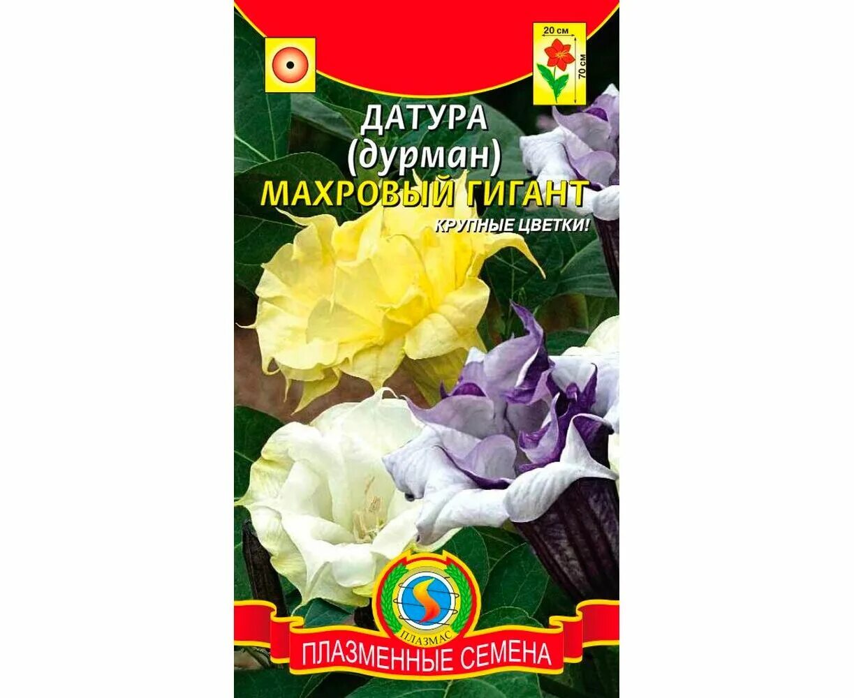 Датура махровая фиолетовая. Датура махровая смесь. Дурман семена цветов. Дурман семена цветов. Датура махровый гигант.