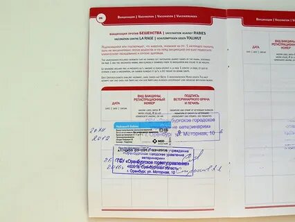 Какие документы нужны кошке для поезда