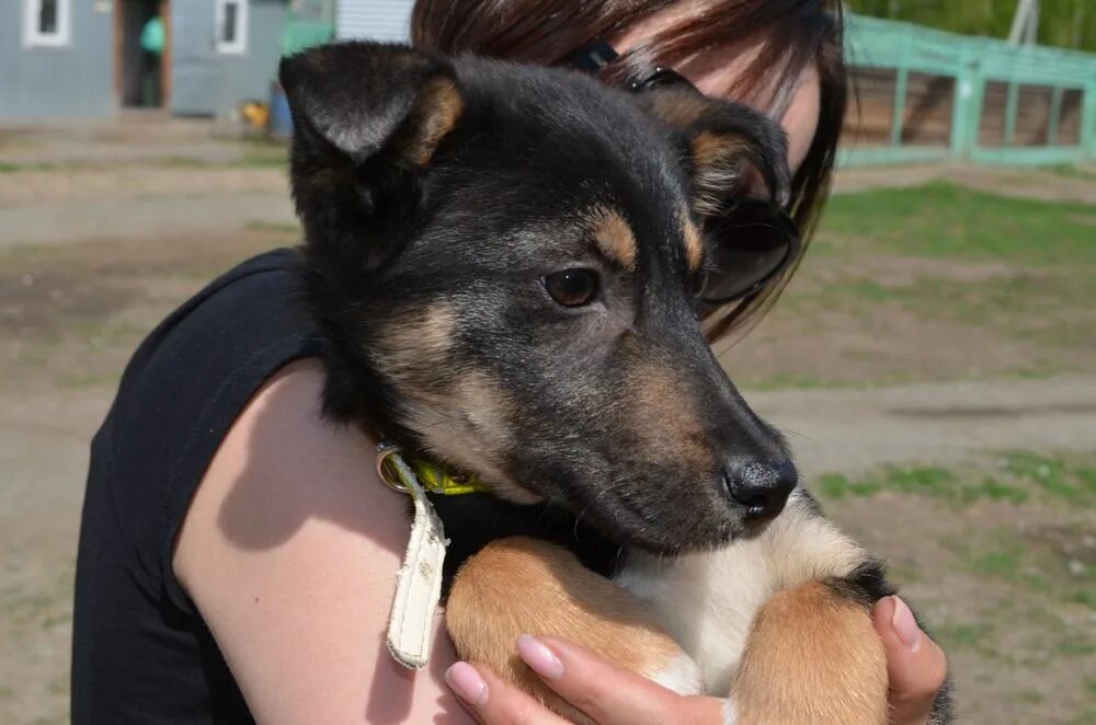 Гамсутль аул призрак. Книга попаданец с системой. Сар 3. Вилка сар1-в. Игра коммандос 3.