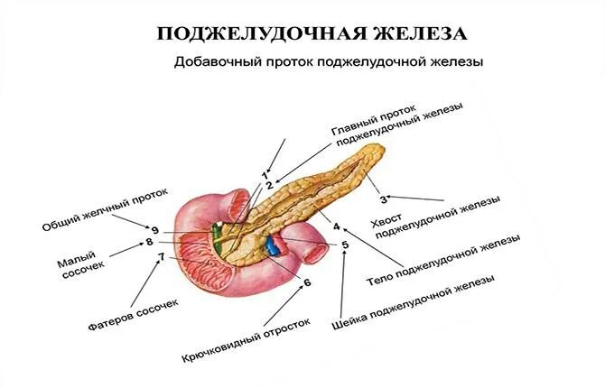 Поджелудочная отечность