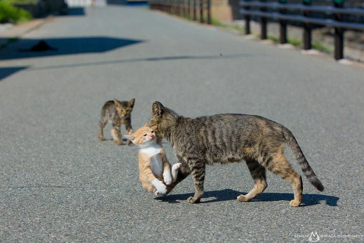 Уважение кошки. День уважения кошки. Международный день уважения кошек. День уважения кошки картинки. День уважения кошки (respect your Cat Day).