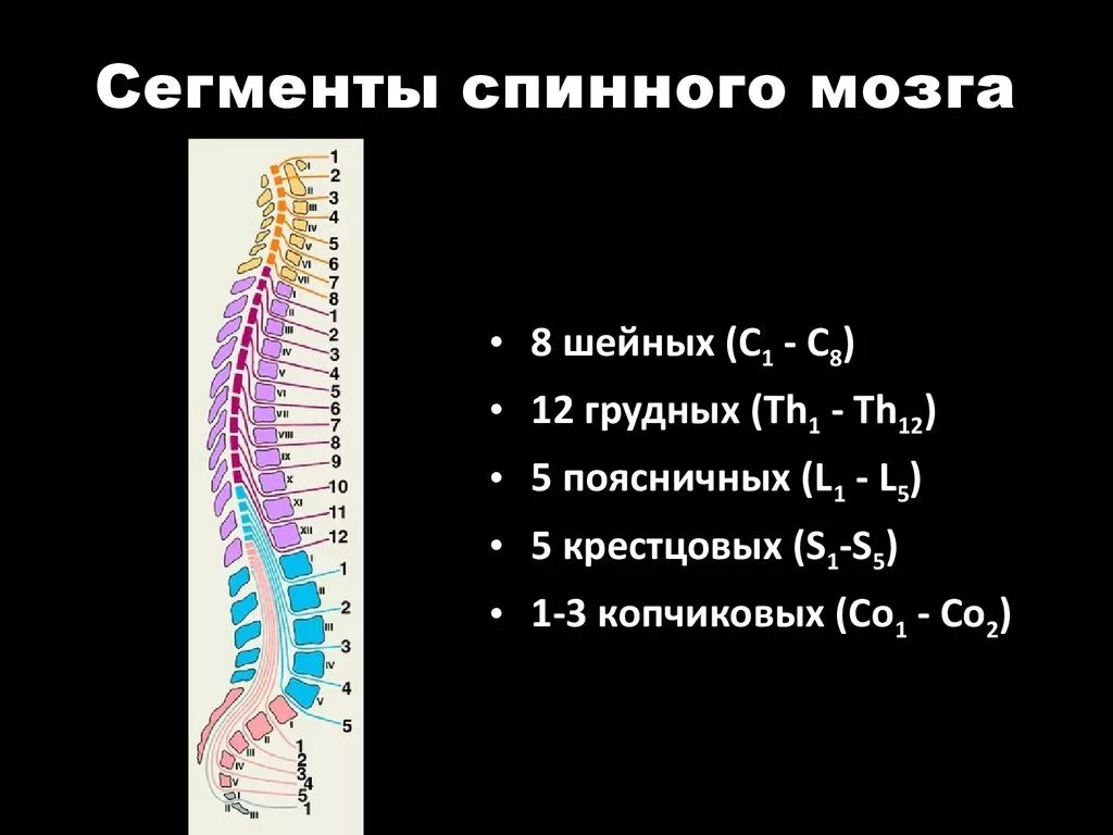 С1-с4 сегментов спинного мозга. Количество сегментов в шейном отделе спинного мозга. Шейный отдел количество сегментов спинного мозга. Количество сегментов в поясничном отделе спинного мозга.