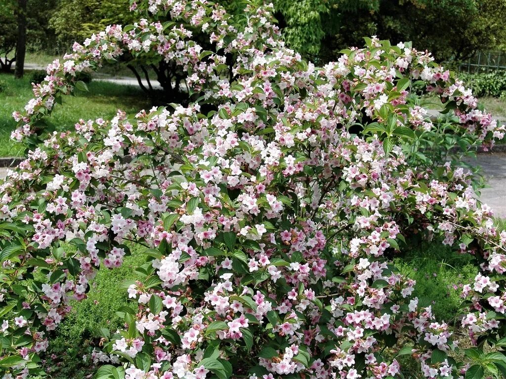 Вейгель фото. Куст вейгела. Вейгела минуэт. Вейгель фото. Вейгель фото.