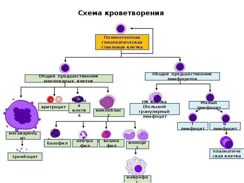 Схема дифференцировки кроветворных клеток. Схема развития и дифференцировка клеток крови. Современная схема кроветворения эритропоэз. Схема гемопоэза форменных элементов крови. Какой орган кроветворный