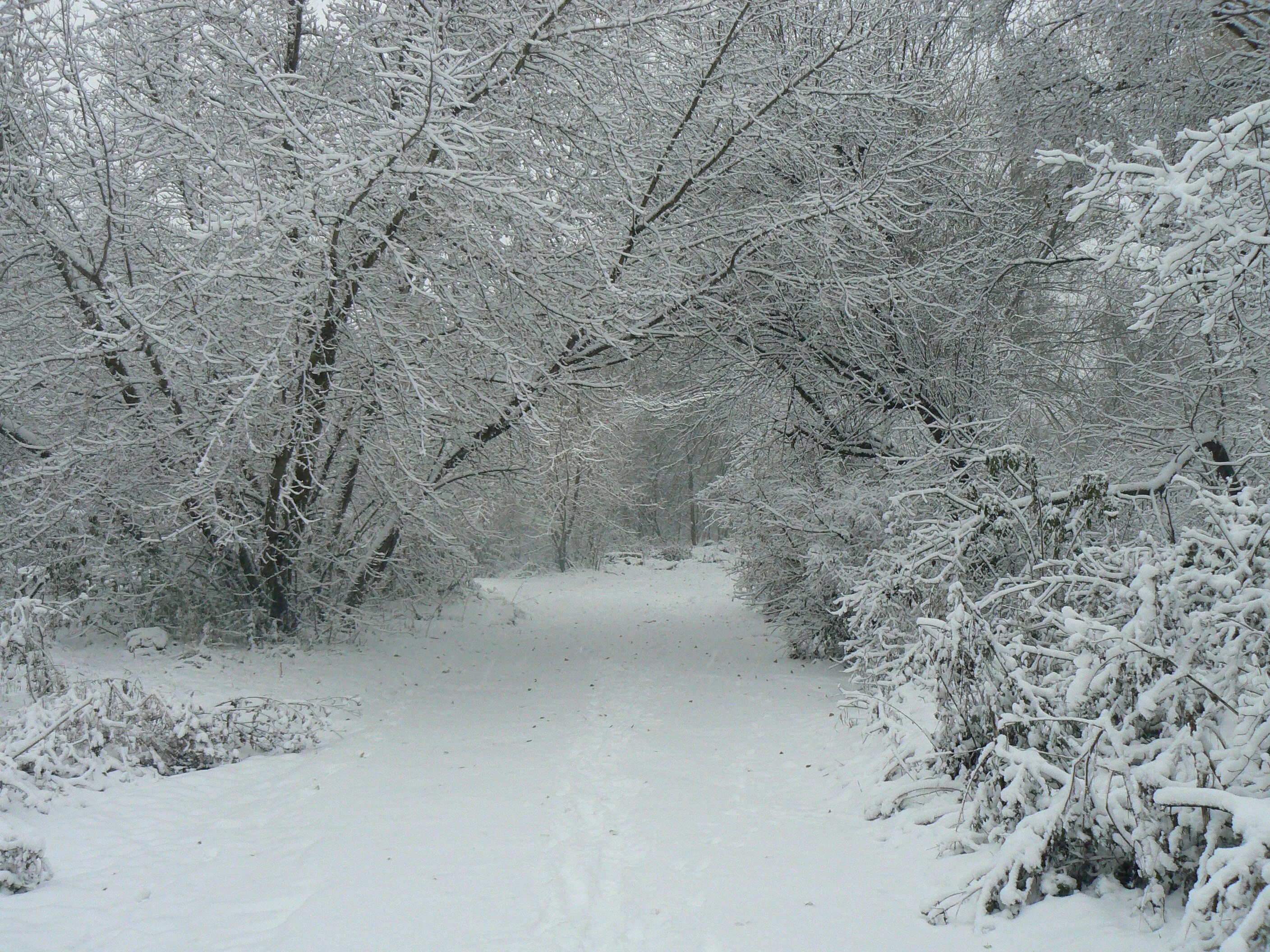 поздняя дождливая осень. непогода мокрый снег. зимний лес солнце. со снегом снег со зноем зной. штормовое предупреждение.