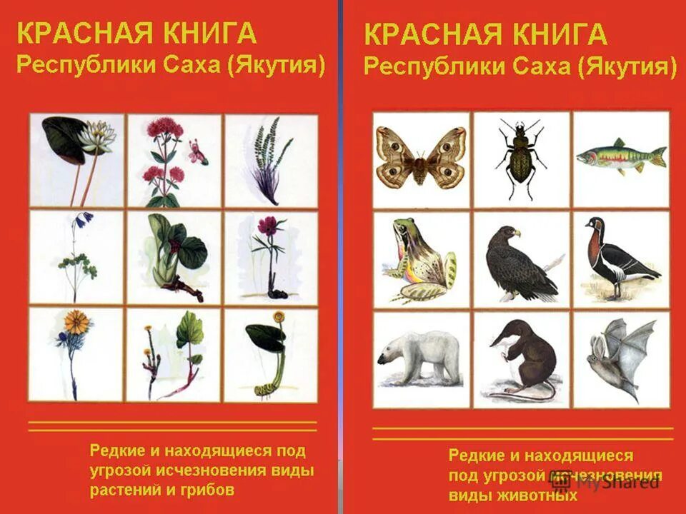 растения якутии занесенные в красную книгу