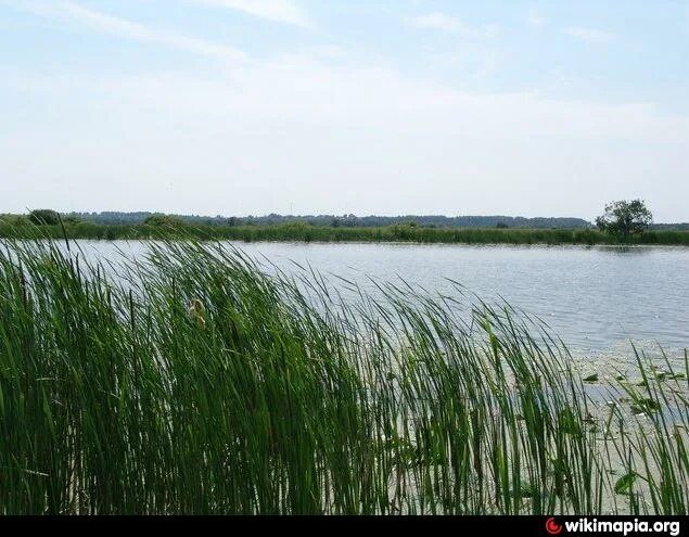 Погода лакаш. Озеро сельное рязанская. озеро лакаш рязанская.