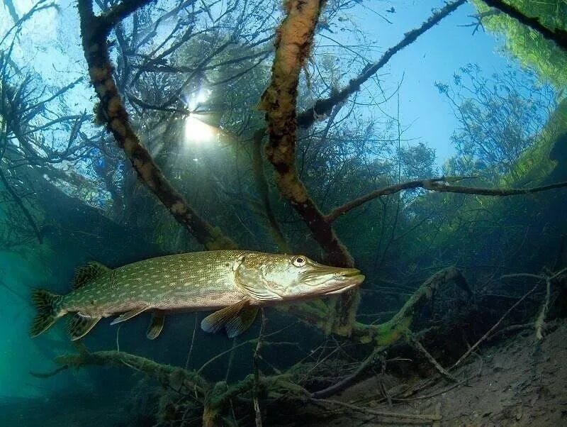 Under water щука. Крупная щука на траве. Щука в руках. Чаща щука. Чаща щука.
