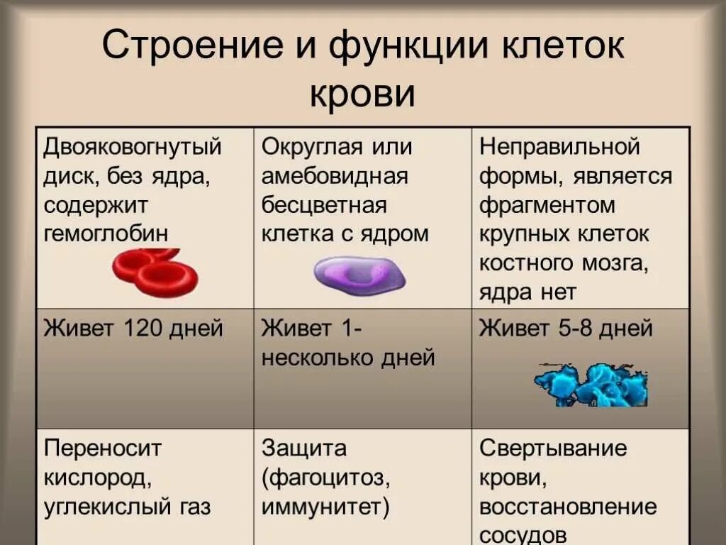 Ядро этого элемента содержит. Особенности строения и функции клеток крови. Клетки крови их строение и функции. Функции кровяных клеток. Строение клеток крови и их функции 8 класс.