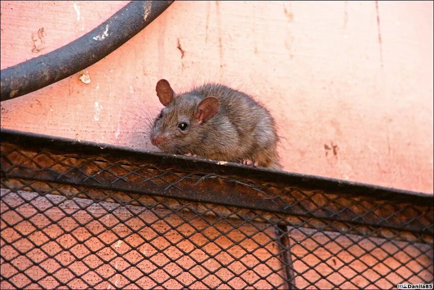 Самодельная мышеловка. Мышка в мышеловке. Мышь в квартире. Клеевая ловушка для крыс. Крыса попала.