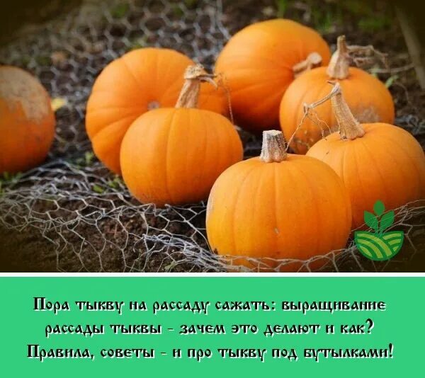 Давай тыква. Тыква растет. все про тыкву выращивание. тыква интересные способы выращивания. как растет тыква.