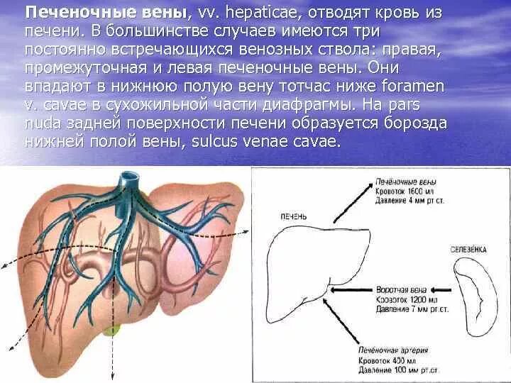 Нижняя полая вена печеночная вена. Воротная Вена печени анатомия. Нижняя полая Вена анатомия печень. Воротная Вена печени и печеночная Вена. Воротная Вена и нижняя полая Вена.