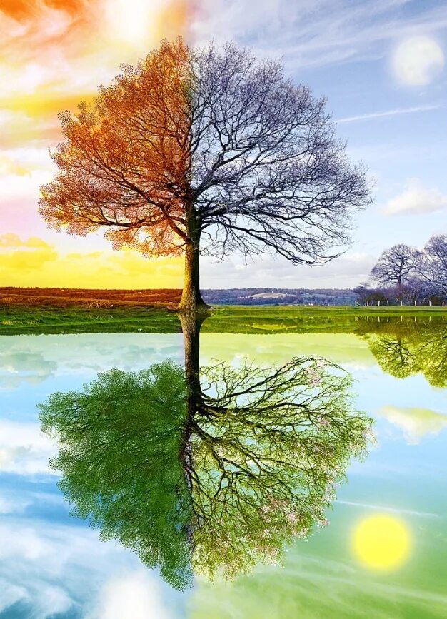 Seasons trees. Seasons trees