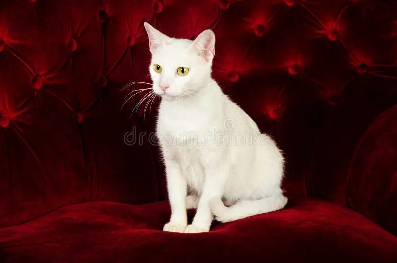 Кошка белая красная. Кошка белая красная. Котенок на красном диване. Белый котенок. Котик с розой.