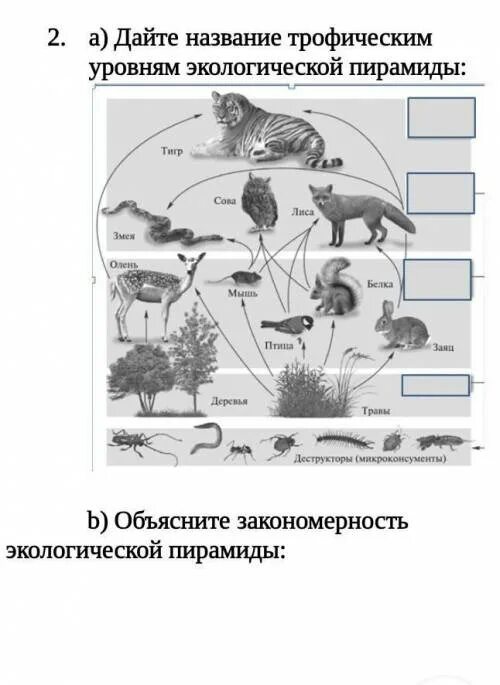 Количество трофических уровней в пищевой цепи. Трофические уровни пищевой цепи. Трофические уровни экосистемы Дубравы. 1 2 3 Трофический уровень. Трофические уровни питания.