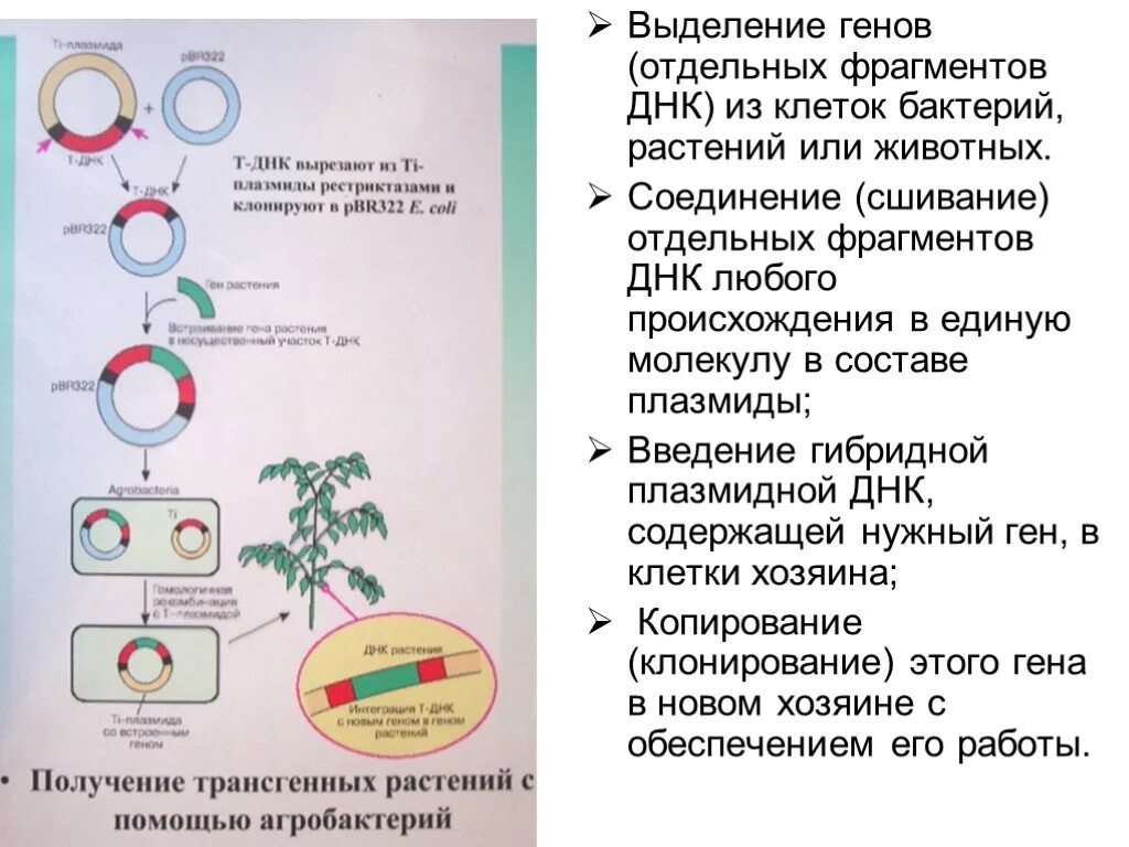 Плазмиды биотехнология. Выделение плазмид из клеток бактерий. Выделение ДНК из животных клеток. Выделение плазмидной ДНК. Выделение ДНК из растений.