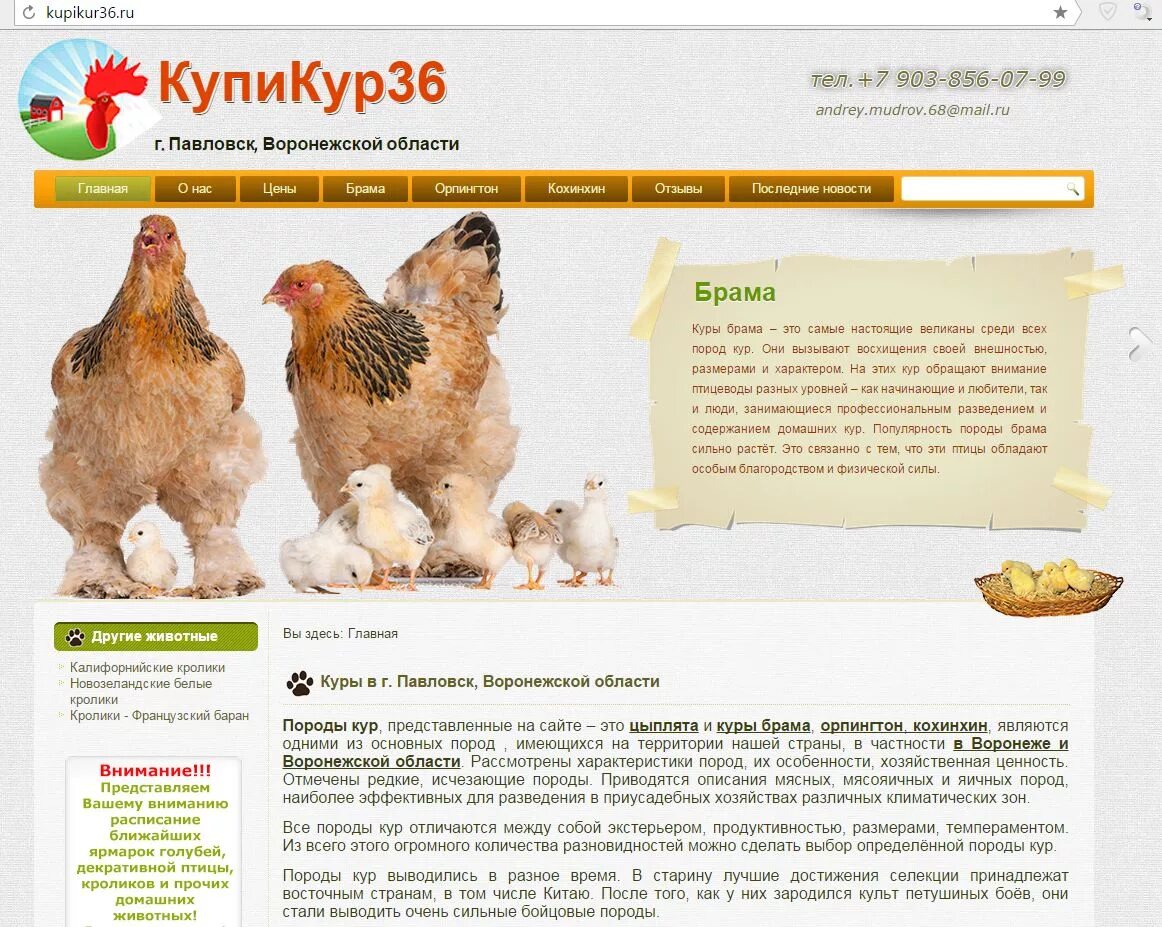 леггорн золотистый. бройлер воронеж. куры воронежская область. породы кур несушек суссекс. петух ломан браун.