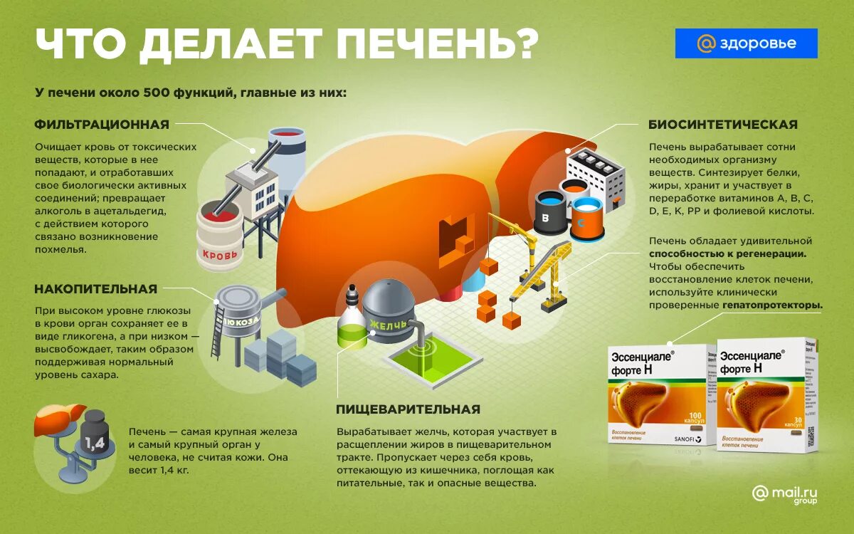 Что делает печень. Что делает печень в организме. Инфографика функции печени. Основные функции печени.