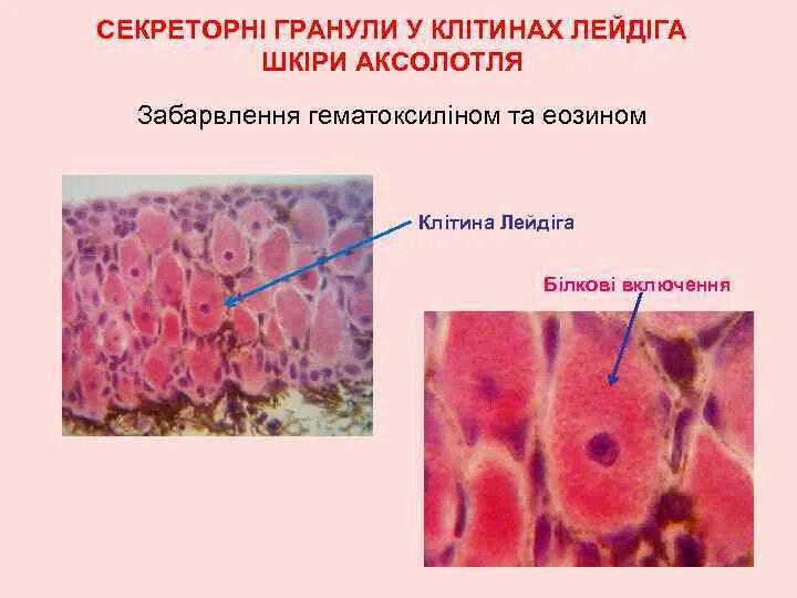 Секреторные гранулы в клетках Лейдига кожи. Секреторные гранулы в клетках Лейдига кожи аксолотля препарат. Клетки Лейдига кожи аксолотля. Секреторные включения в клетках кожи аксолотля.