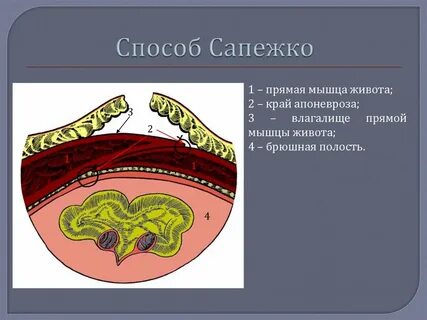 Анатомия краснодар