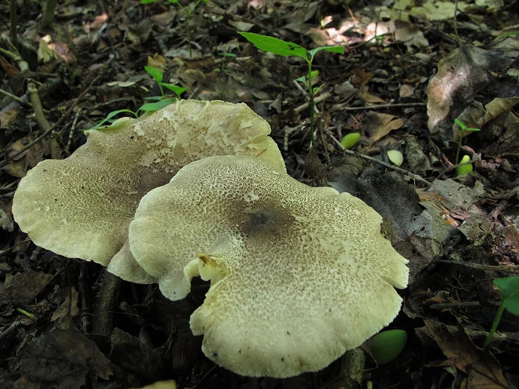 Съедобные грибы ставропольского края. Съедобные белые грибы ставропольского края. Съедобные грибы ставропольского края. Съедобные грибы ставропольского края. Белый ставропольский гриб.