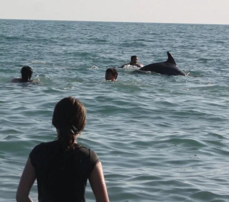 В одессе жил купался в черном. Акулы в черном море в Анапе. Черное море Анапа дельфины. Катран Сочи акула. Черное море Лазаревское акулы.