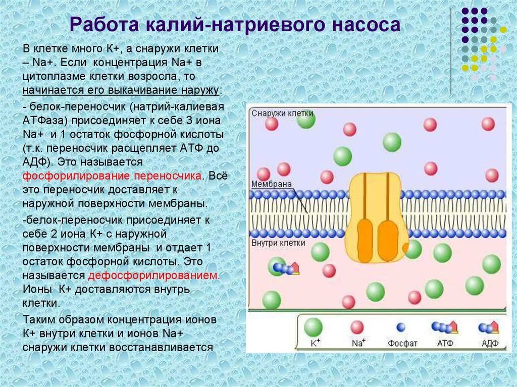 Натрий какое строение. Калиево натриевый насос клетки. схема работы натрий калиевого насоса. натрий калиевый насос атф. калия натриевый насос в коетке.