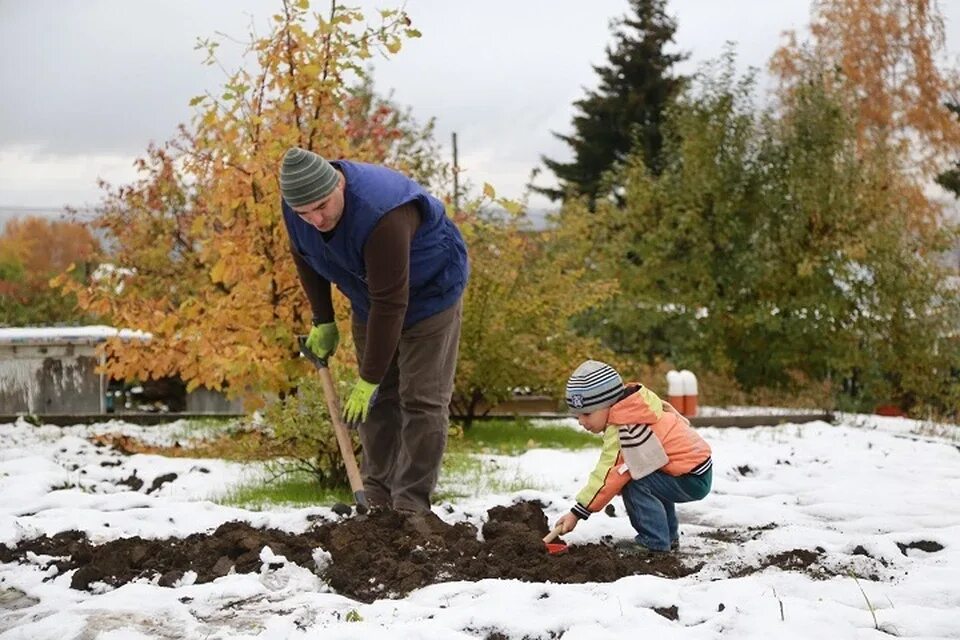 Деревья в снегу. Снег на участке. Окучивание снегом. Огород зимой. Сад на даче зимой.