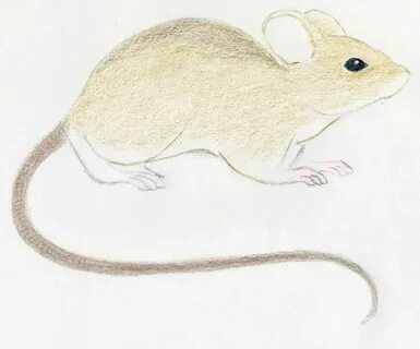 Шерстка невидимка