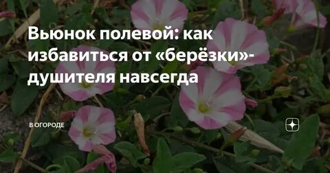 Как избавиться от вьюнка
