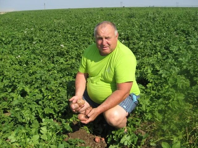 Фермерская картошка. Его телефоны. Картофелевод. Уборка картофеля в кфх. Сельхозпредприятия саратовской области.