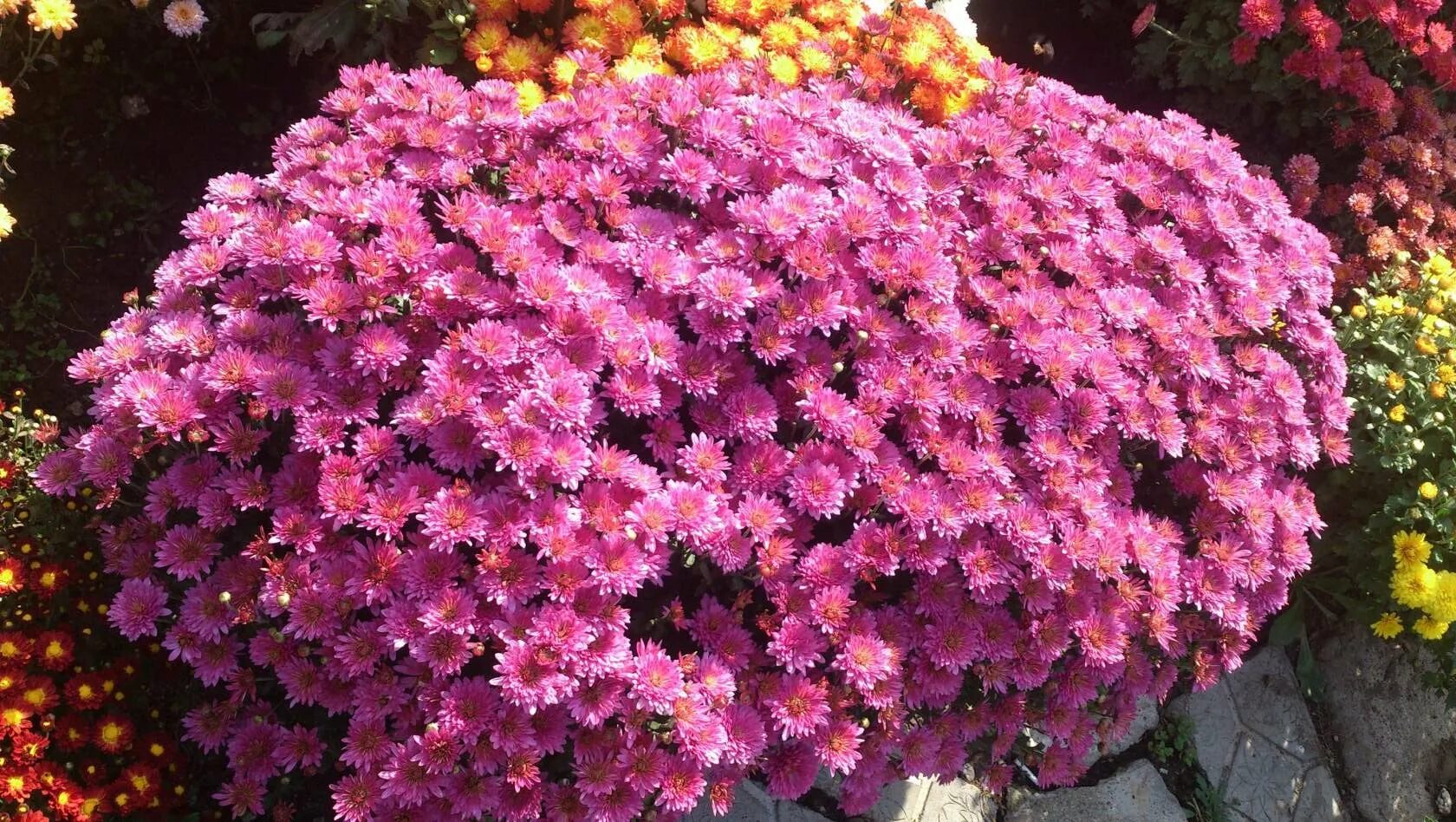 Хризантема мультифлора (сорт 'Shore Appleblossom') Хризантемы. Декоративноцветущ