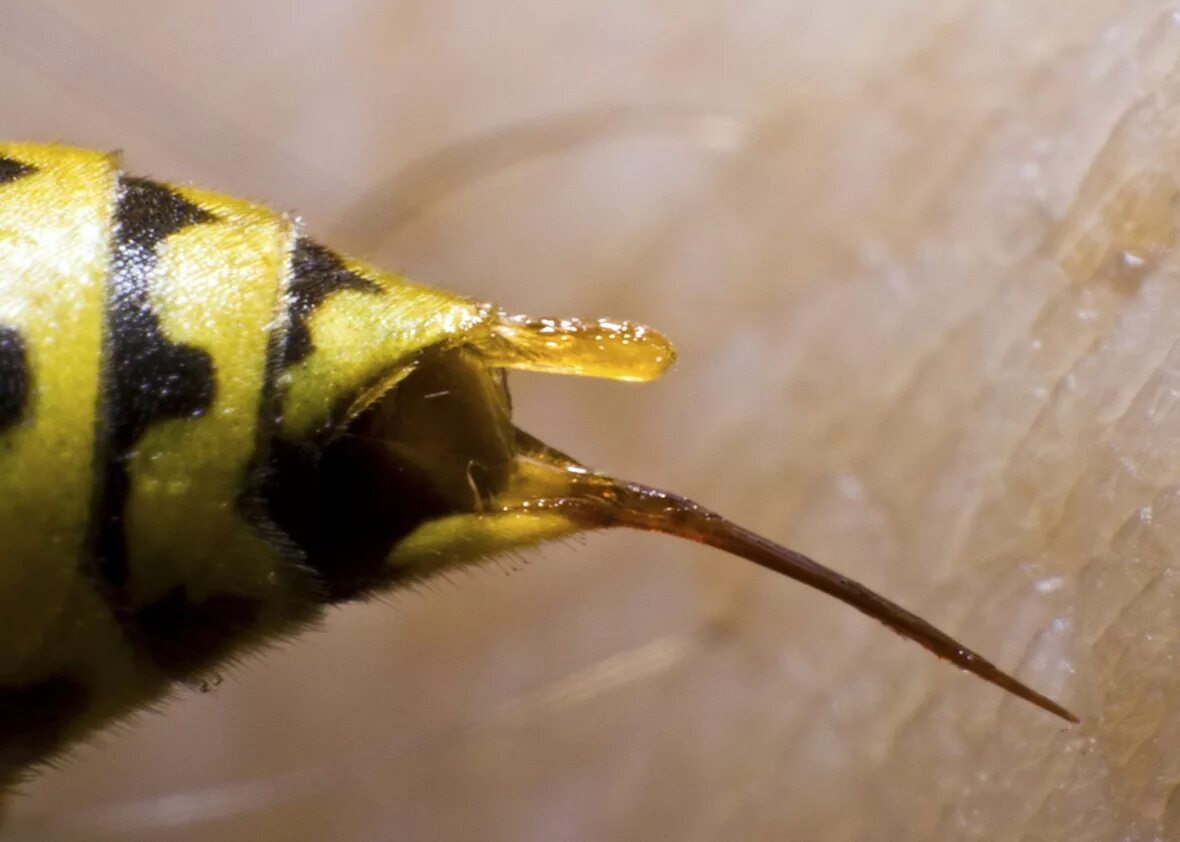 Шмель пчела Оса Шершень жалит. Bee Stinger. Жалящие насекомые пчела Шершень Шмель Оса.