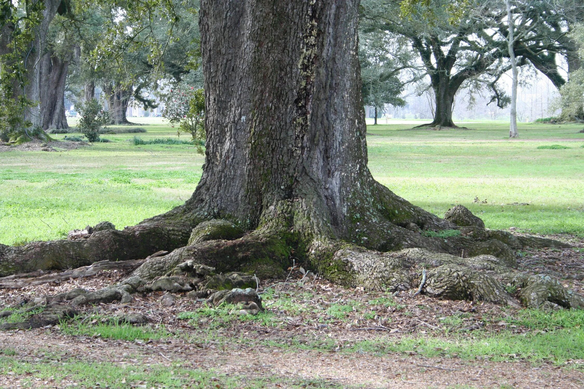 Скачу корень. Луизианский дуб. Корни дуба. Дерево с большими корнями. Толстое дерево с корнями.