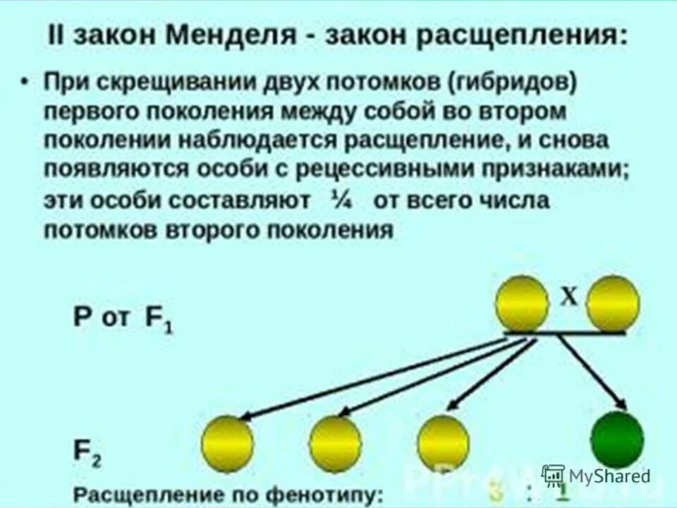 Дигибридное скрещивание соотношение генотипов. Гибриды первого поколения при скрещивании гомозиготных особей. Возвратное скрещивание в генетике это. Второй закон менделя правило расщепления гибридов f2. Анализирующее скрещивание при неполном доминировании.