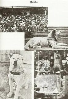 Хатико реальная история