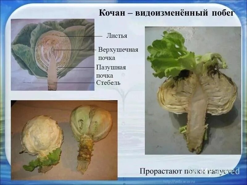 Капустные побег. Капуста кольраби видоизмененный побег. капуста это почка. строение капусты. кочан капусты видоизмененная почка.