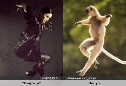 Позу какого животного копируют