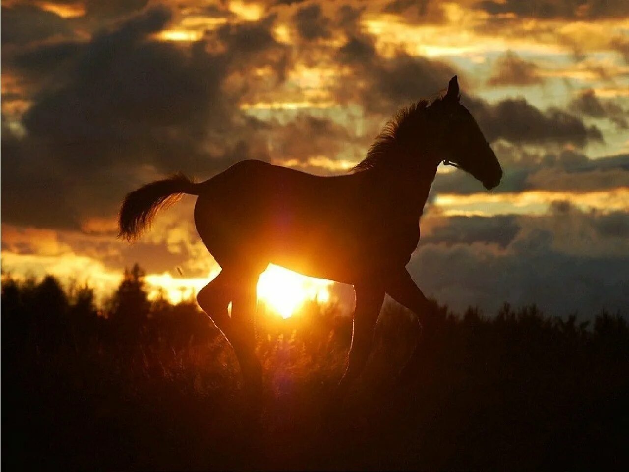 Лошадь в темноте. Лошади на закате. Лошадь на фоне заката. Силуэт лошади на закате. Лошадь в лучах солнца.