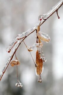 Доброе утро ледяной дождь