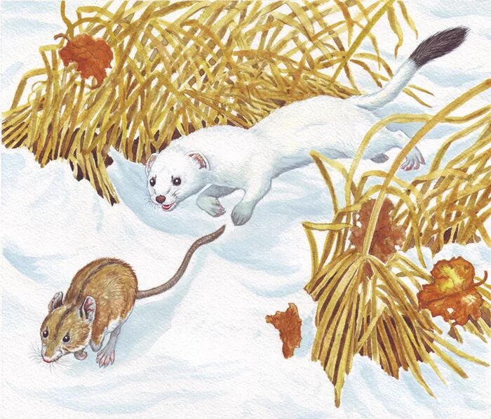 Никалай Сладков "под снегом". Иллюстрации Сладкова для детей. Мышка зимой для детей.