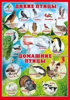 Детям о птицах в детском саду