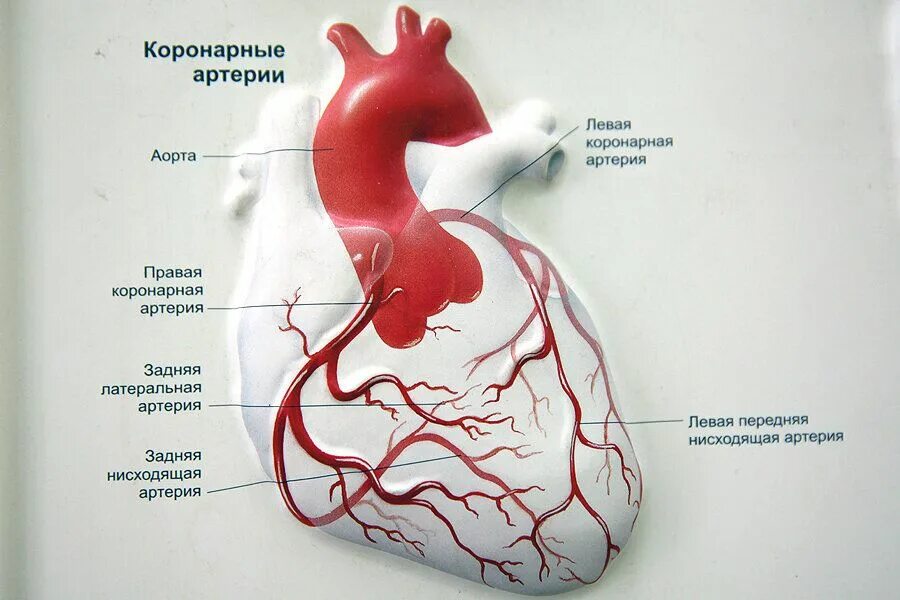 Коронарные артерии кровоснабжают. Левая венечная артерия анатомия. Коронарные сосуды сердца анатомия. Правая и левая венечные артерии аорты. Артерии сердца схема.