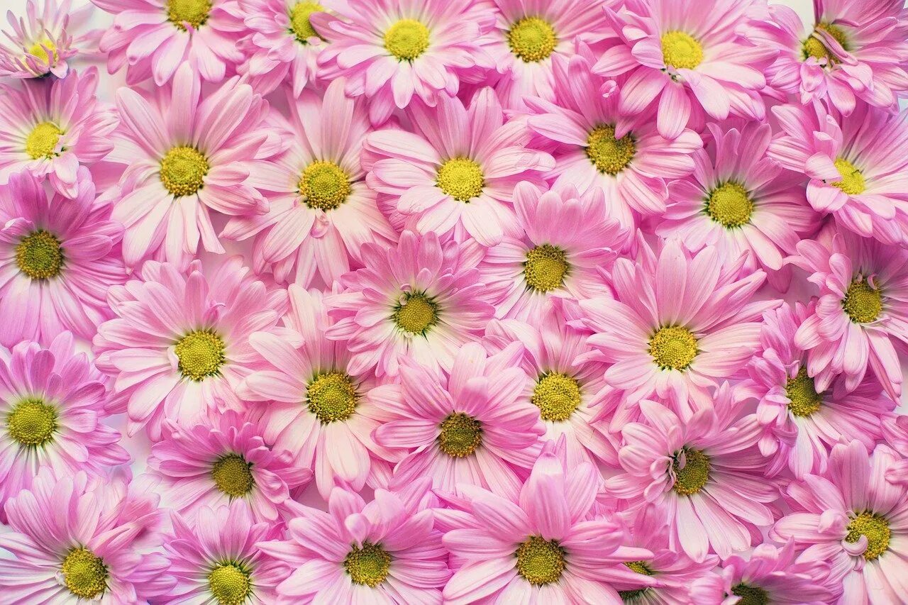 Хризантема Домино Пинк. Фон цветы. Мелкие розовые цветочки. Розовые цветы фон. Бело розовые ромашки