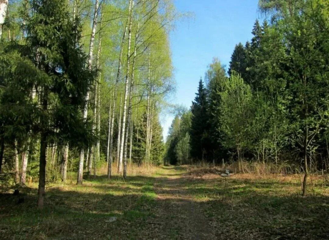 Московская область какие леса. Лес подмосковный Можайск. Леса Подмосковья. Красивый лес в Подмосковье. Ласка Подмосковная.