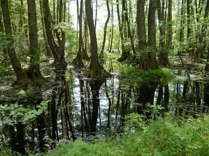 Особенности внутренних вод смешанных лесов