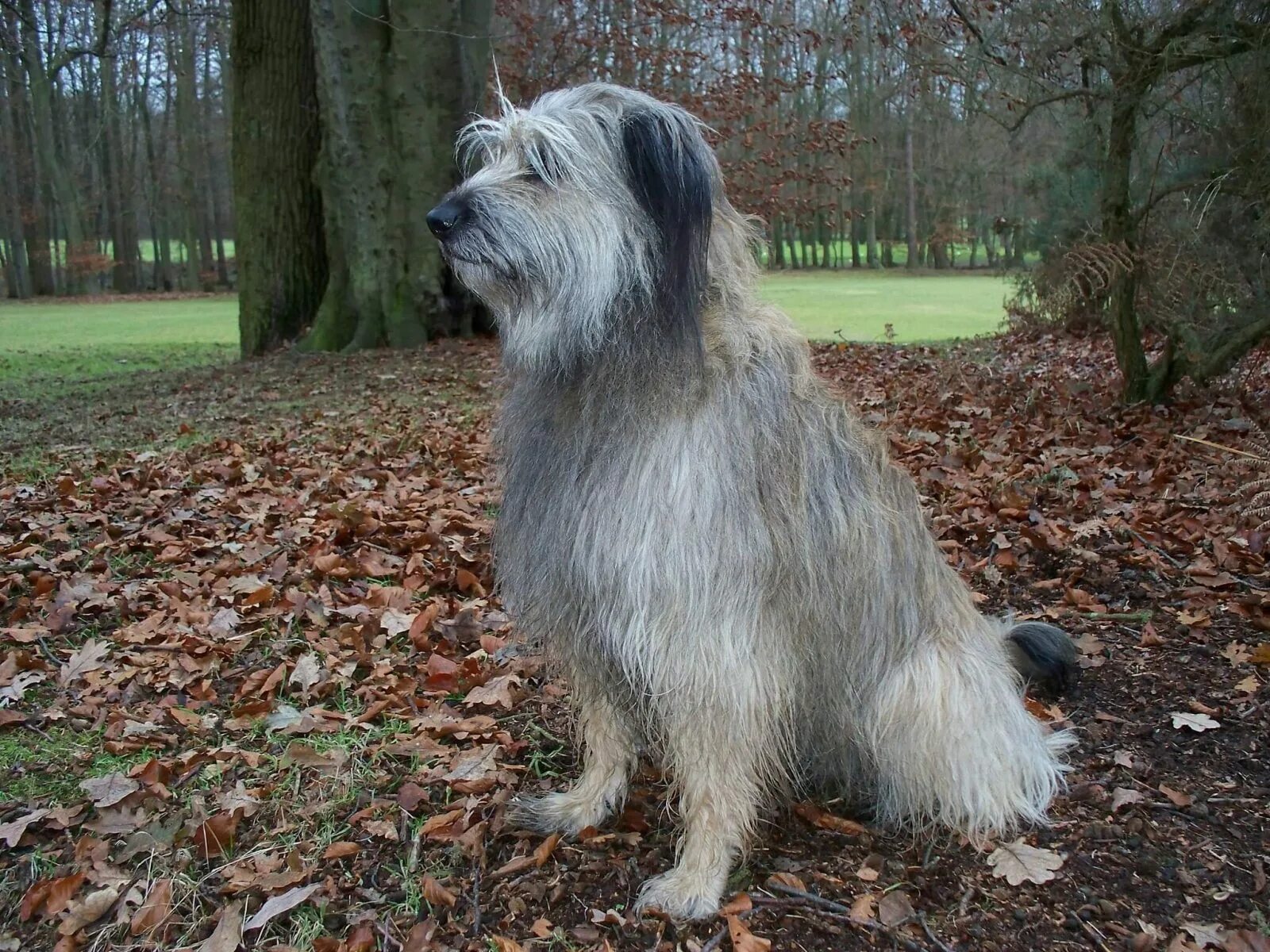 Каталонская овчарка фото цена Catalan Sheepdog Sheepdog, Briard dog, Dog pictures