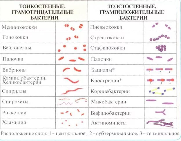 Установи соответствие между группами бактерий. Таблица грамположительных и грамотрицательных бактерий. Грамположительные и грамотрицательные микроорганизмы. Грамположительные и грамотрицательные бактерии таблица. Окрашивание грамм отрицательных бактерий.