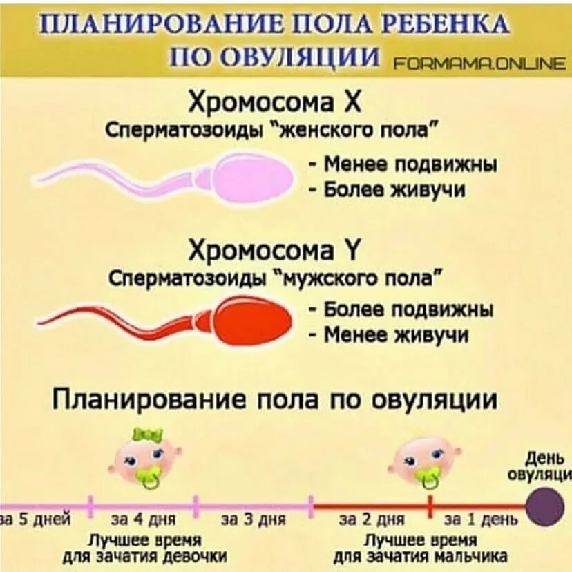 Как быстро забеременеть после первого. Пол ребенка по эовуляции. Зачатия пола ребенка по овуляции. Зачатие мальчика по овуляции. Зачатие по полу ребенка по овуляции.